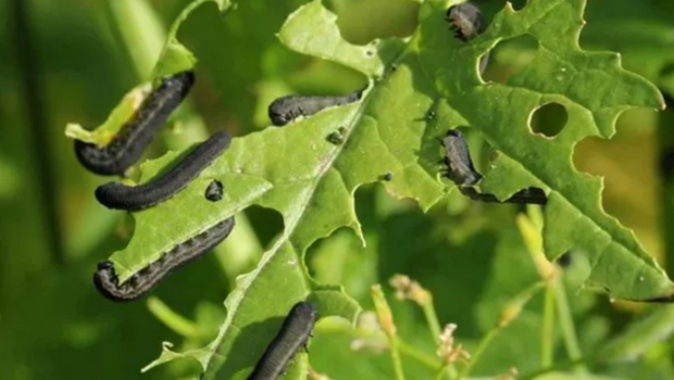 Thuốc Trừ Sâu - Các loại thuốc trừ sâu phổ biến cách chọn và sử dụng