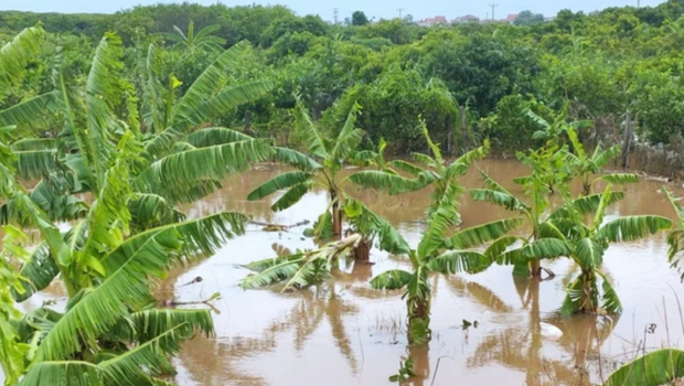 Phục hồi cây trồng sau bão