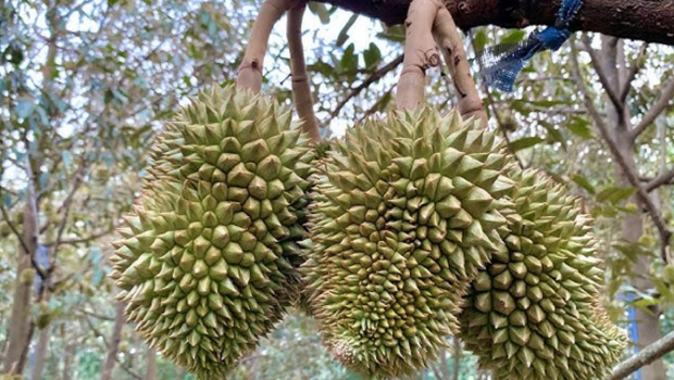 Kỹ Thuật Trồng Và Chăm Sóc Cây Sầu Riêng Đúng Cách