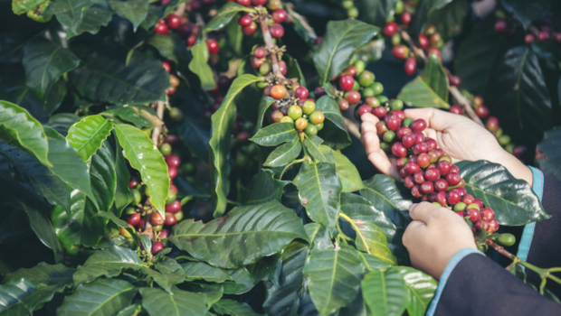 Kỹ thuật trồng và chăm sóc cây cà phê cho năng suất cao
