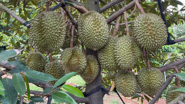 Top 5 các giống sầu riêng năng suất cao, phổ biến hiện nay