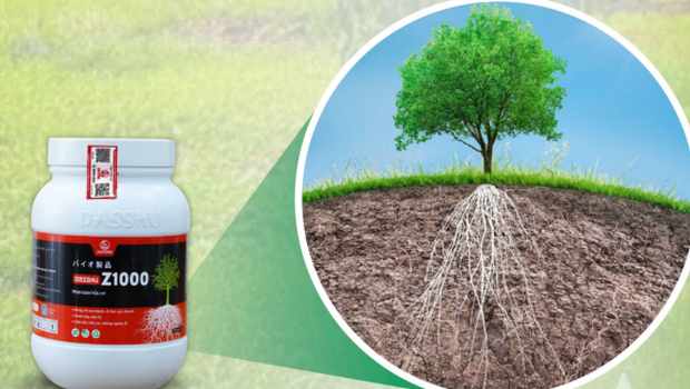 Siêu dưỡng cây Dasshu - Bộ giải pháp dinh dưỡng sinh học từ rễ đến tán, hoa, trái