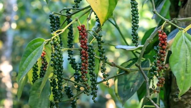 Giá hồ tiêu hôm nay 05/03/2026: Cập nhật mới nhất, phân tích xu hướng và dự báo thị trường