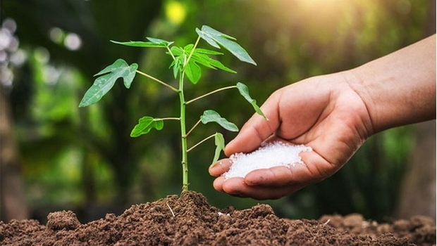 Bón phân hợp lý cho cây trồng. Hiểu đúng để cây khỏe, đất bền, năng suất cao