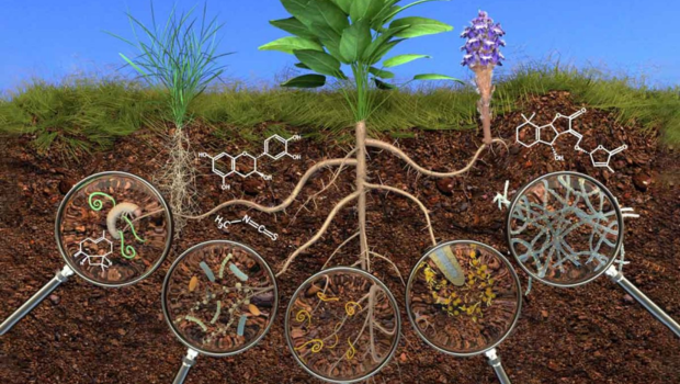 Phân Vi Sinh: Giải Pháp Cải Tạo Đất Và Canh Tác Bền Vững Hiện Nay