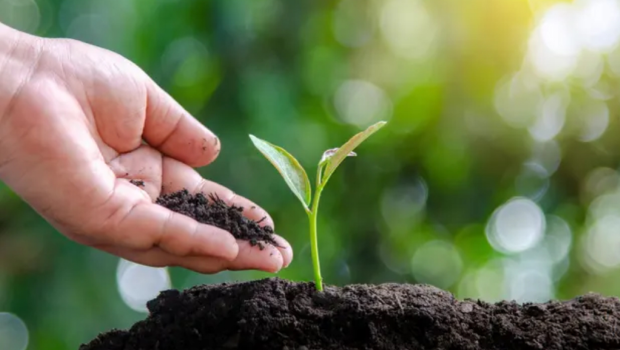 Phân vô cơ là gì? Thành phần, phân loại và cách sử dụng hiệu quả