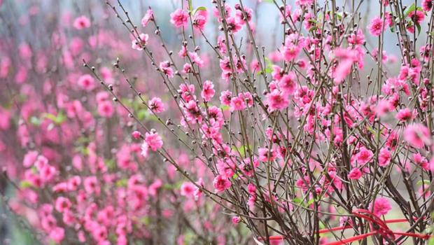 Cách chăm hoa đào dịp Tết 2026 nở đúng thời điểm, hoa bền đẹp