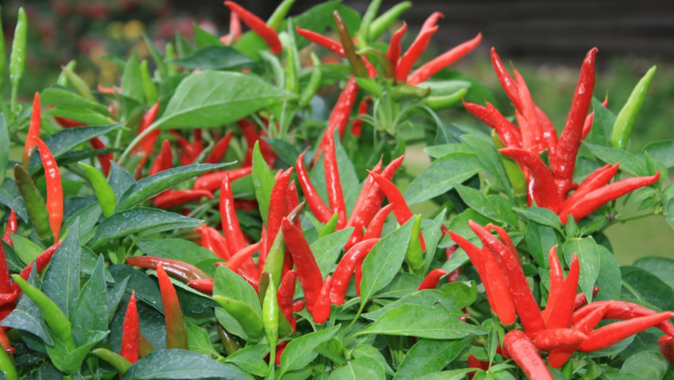 Giá Ớt Hôm Nay 03/02/2026 - Cập Nhật Tin Tức Mới Nhất Toàn Quốc