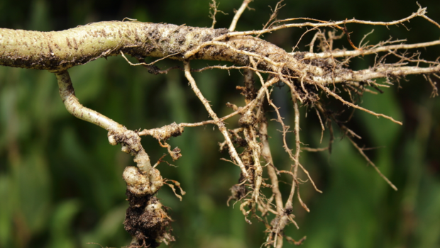 Tuyến trùng rễ là gì? Nguyên nhân khiến cây trồng suy kiệt âm thầm trong đất