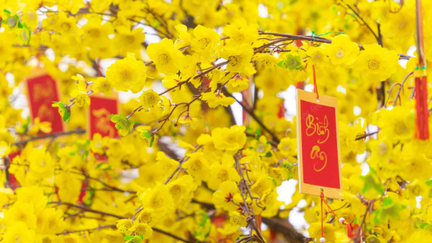 Hoa mai – Kỹ thuật chăm sóc hoa mai nở đúng Tết, nhiều hoa, bền cây