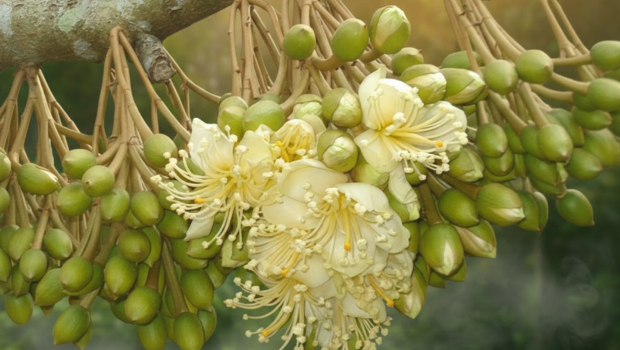 Kỹ Thuật Trồng Sầu Riêng Nghịch Vụ 2026 - Bí Quyết Ra Hoa Trái Mùa Năng Suất Cao