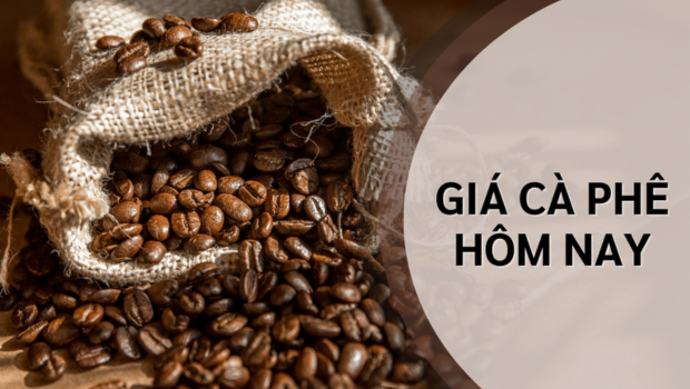 Giá cà phê hôm nay 25/03/2026: Thị trường bật tăng trở lại, áp lực nguồn cung