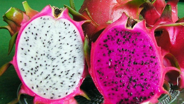 Giá thanh long hôm nay: Thực trạng thị trường và khó khăn của nông dân