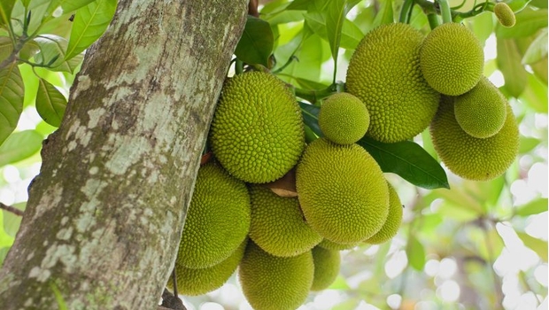 Giá mít hôm nay 12/04/2026: Bao nhiêu tiền 1kg? Có tăng không?