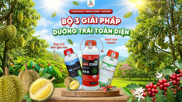 Bộ sản phẩm Z1000 Gold + Amino Combi + Canxibo: Giải pháp nuôi trái lớn nhanh