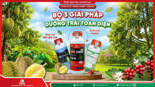 Bộ sản phẩm Z1000 Gold + Amino Combi + Canxibo: Giải pháp nuôi trái lớn nhanh