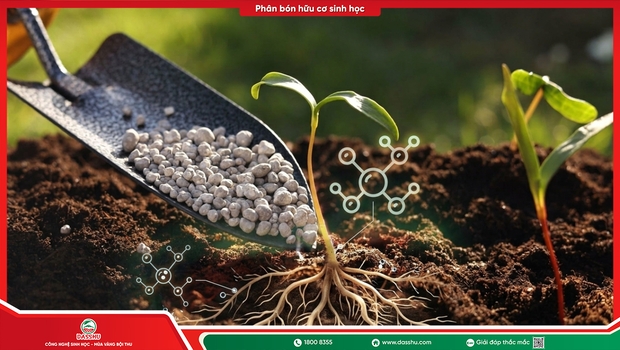 Humic Acid Là Gì? Tác Dụng Với Đất, Rễ Và Cây Trồng