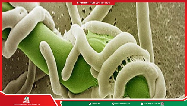 Nấm Trichoderma Là Gì? Tác Dụng Và Cách Dùng Đúng Cho Cây Ăn Trái