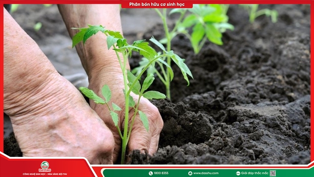 Phân Bón Sinh Học Là Gì? Khác Gì Phân Hóa Học Và Khi Nào Nên Dùng?