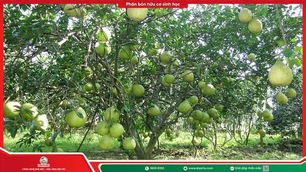 Chi Phí Chăm Sóc 1 Hecta Cây Ăn Trái Mỗi Vụ Là Bao Nhiêu? Bảng Tính Thực Tế