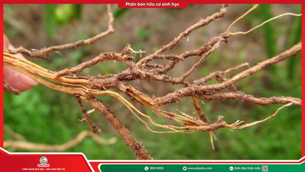 Cách trị nấm Phytophthora trên cây: Dấu hiệu và hướng xử lý