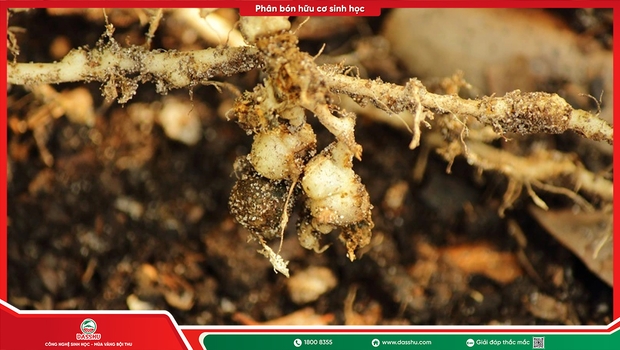 Phòng ngừa nấm Fusarium hại cây trồng: Cách bảo vệ rễ, hạn chế vàng lá héo rũ