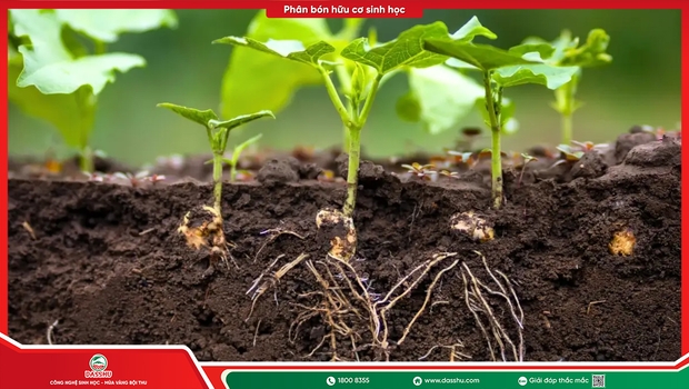 Cách kích rễ nhanh nhất cho cây trồng, giúp cây ra rễ khỏe