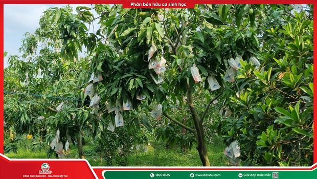 Quy trình phục hồi cây sau thu hoạch giúp cây khỏe rễ, bung đọt