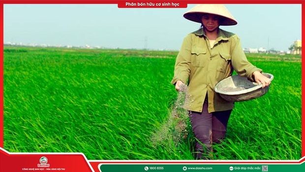 Phân bón nano là gì? Nguyên lý và lợi ích thực tế cho nông dân