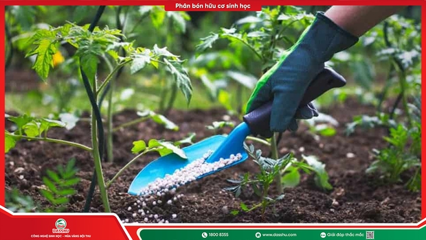 Bón Phân Rải Gốc Và Tưới Gốc Và Phun Lá: Cách Nào Hiệu Quả?