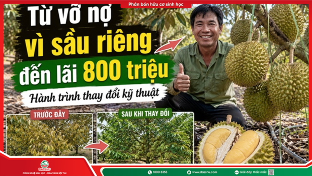 Từ Vỡ Nợ Vì Sầu Riêng Đến Lãi 800 Triệu: Hành Trình Thay Đổi Kỹ Thuật