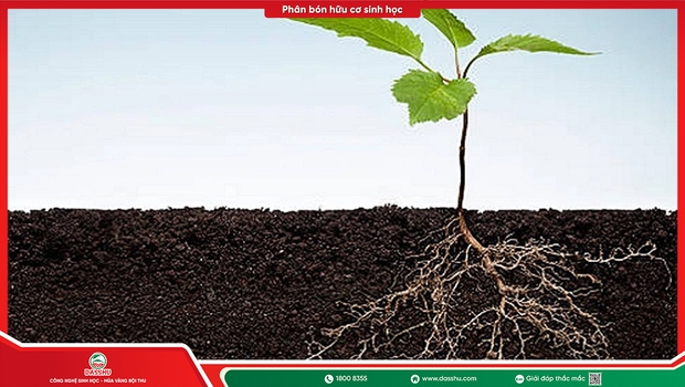 Phân Bón Sinh Học Là Gì Và Vì Sao Cây Trồng Cần?