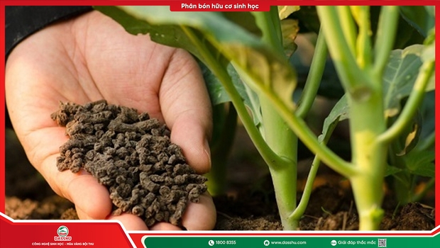Phân Bón Sinh Học Là Gì? Cẩm Nang Đầy Đủ Cho Nhà Vườn 2026