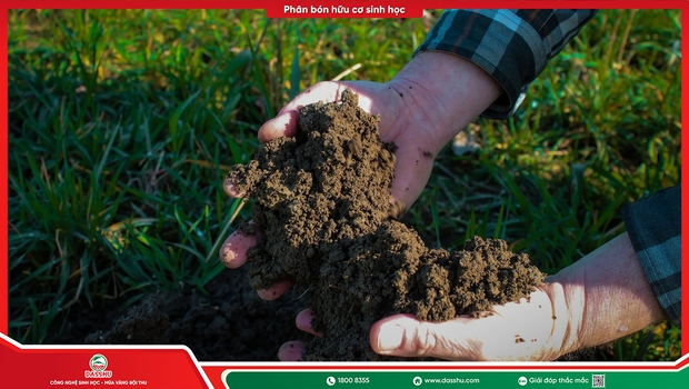 Các Loại Phân Bón Hữu Cơ Phổ Biến Và Cách Phân Biệt