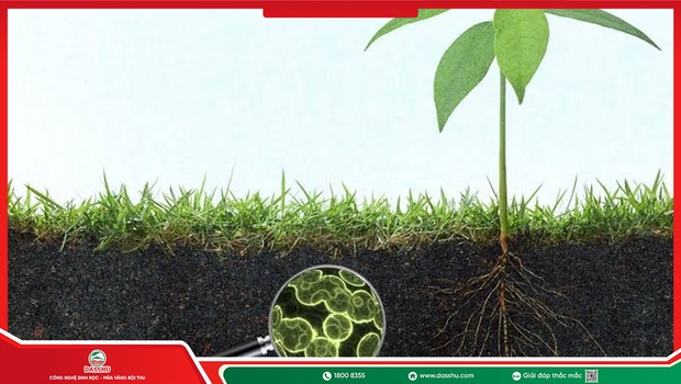 Ưu Và Nhược Điểm Của Phân Bón Sinh Học Nhà Vườn Cần Biết
