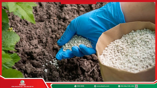 Cách Sử Dụng Phân Bón Sinh Học Hiệu Quả, Đúng Kỹ Thuật