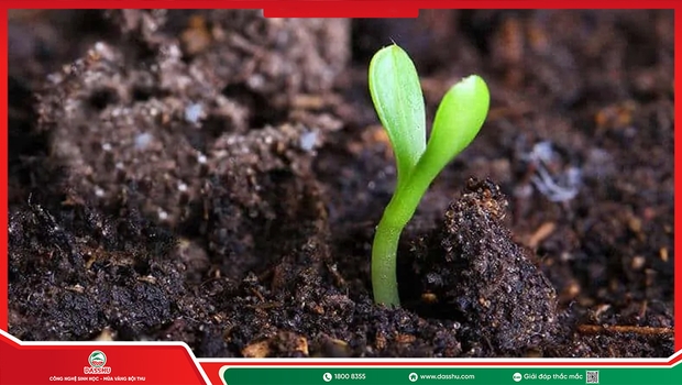 Ưu Nhược Điểm Của Phân Bón Hữu Cơ Bà Con Cần Biết