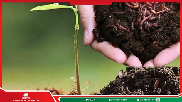 Phân Trùn Quế Có Tốt Không? Cách Dùng Hiệu Quả