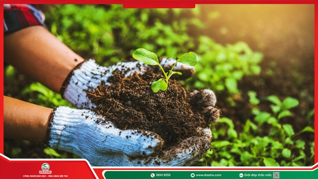 Phân Xanh Là Gì? Lợi Ích Và Cách Sử Dụng