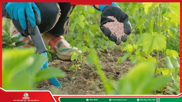 Phân Kali Là Gì? Tác Dụng Với Hoa, Trái Và Chất Lượng Nông Sản