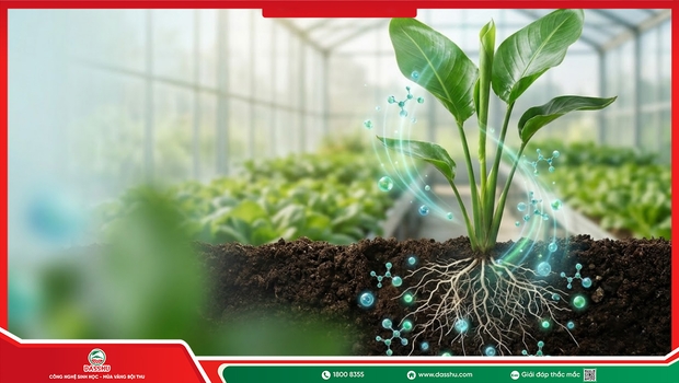 Amino Acid Cho Cây Trồng: Lợi Ích Và Cách Dùng Hiệu Quả