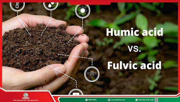 Humic Và Fulvic Khác Nhau Thế Nào? Cách Phân Biệt