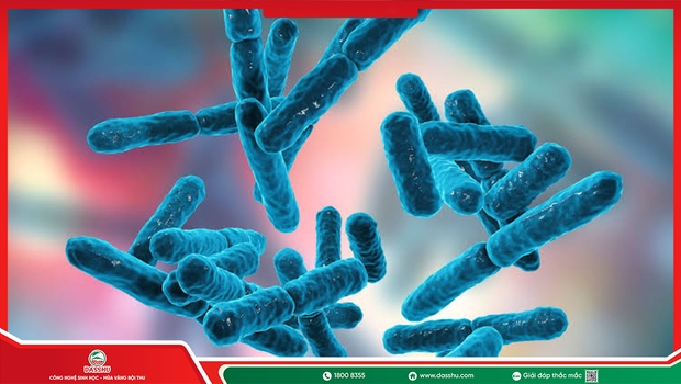 Vi Khuẩn Bacillus Trong Nông Nghiệp: Bảo Vệ Rễ Cây