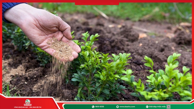 Canxi Bo Cho Cây: Hỗ Trợ Đậu Trái, Giảm Rụng Và Hạn Chế Nứt Trái