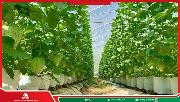 Nano Đồng Trừ Nấm Khuẩn An Toàn Cho Cây