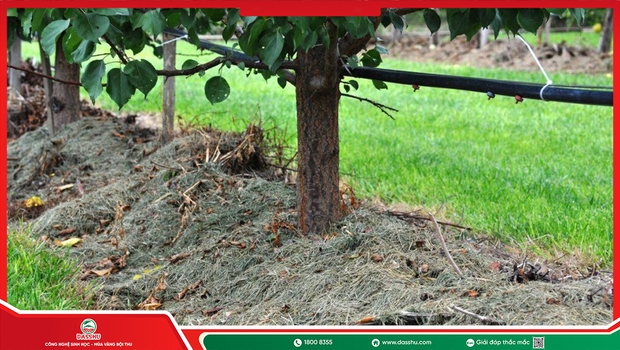 Cách Cải Tạo Đất Trồng Cây Ăn Trái Bền Vững