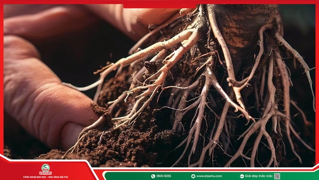 Cách Phục Hồi Bộ Rễ Cho Cây Suy Yếu Hiệu Quả