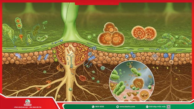 Hệ Vi Sinh Vật Đất Là Gì? Vai Trò Với Cây Trồng