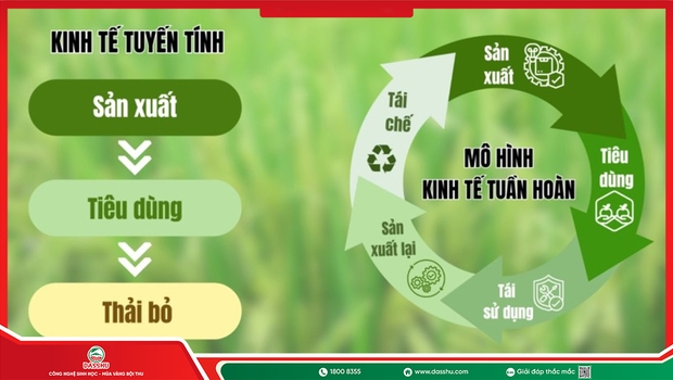 Nông Nghiệp Tuần Hoàn Là Gì? Ví Dụ Thực Tế Dễ Hiểu