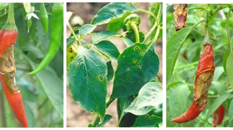 Mẹo chữa bệnh thán thư trên ớt hiệu quả và an toàn